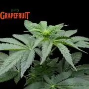 DMO Grapefruit #1 - Good Times Genetics