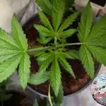 Ice Cream Haze - Dutch Passion Contest