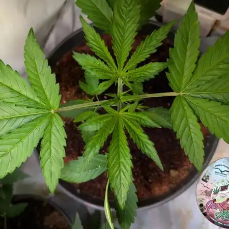 Ice Cream Haze - Dutch Passion Contest