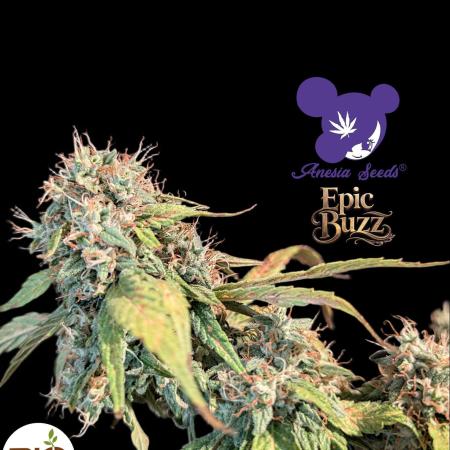 Epic Buzz - Anesia - Bio Tabs NL - VS.