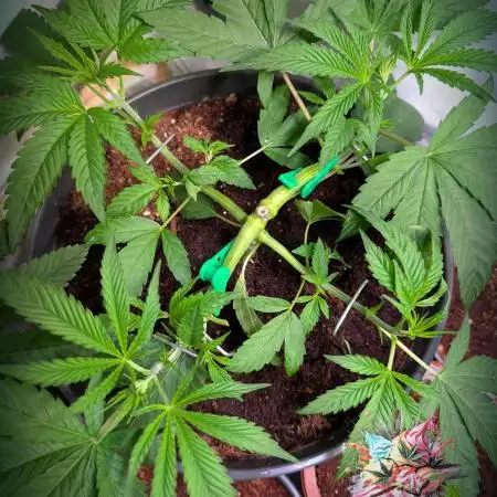 Ice Cream Haze - Dutch Passion Contest