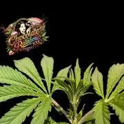 Chocolate Rainbow XXL -Sensi Seeds-BTNL