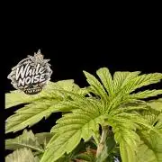 White Noise - Paradise Seeds - W33DFX