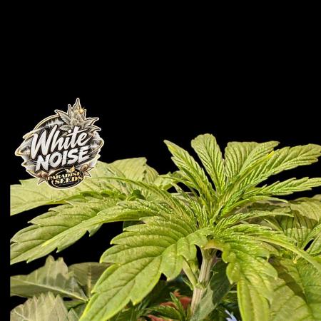 White Noise - Paradise Seeds - W33DFX