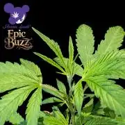 Epic Buzz - Anesia - Weedefix - VS.