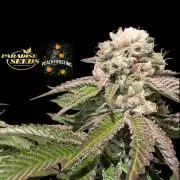 Peach Frosting - Paradise Seeds -Organic