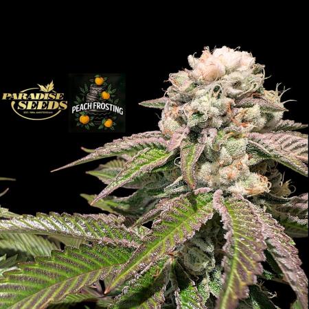 Peach Frosting - Paradise Seeds -Organic
