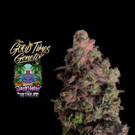 Sunset Monkey - Good Times Genetix - BTN