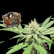 Chocolate Rainbow XXL -Sensi Seeds-BTNL
