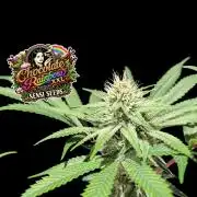 Chocolate Rainbow XXL -Sensi Seeds-BTNL