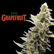 DMO Grapefruit #2 - Good Times Genetics