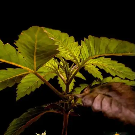 Peach Frosting - Paradise Seeds -Organic