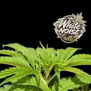 White Noise - Paradise Seeds - W33DFX