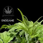 Tetraploid Grow - Endgame - Greendream