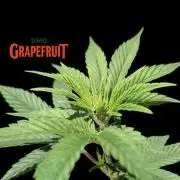 DMO Grapefruit #2 - Good Times Genetics