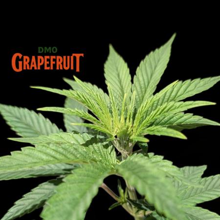 DMO Grapefruit #2 - Good Times Genetics