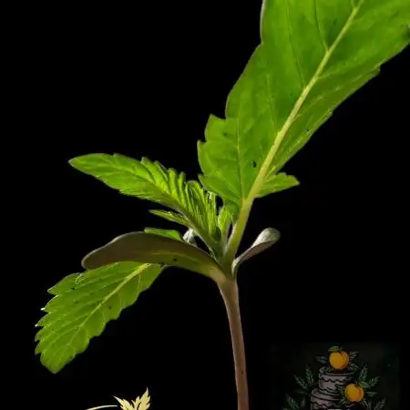 Peach Frosting - Paradise Seeds -Organic