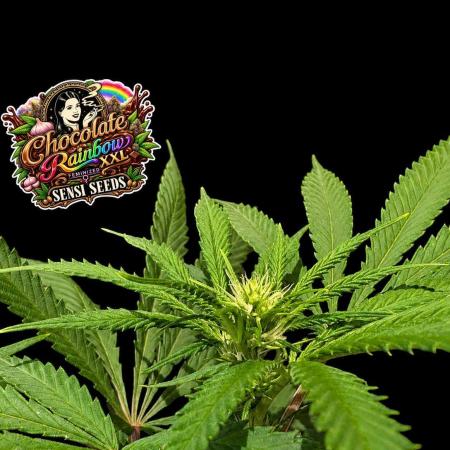 Chocolate Rainbow XXL -Sensi Seeds-BTNL