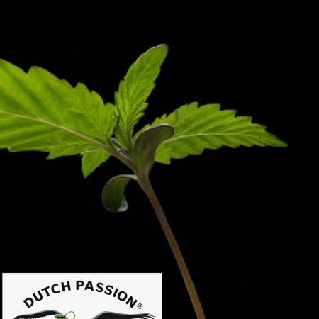 THC-Victory - Dutch Passion - Organic