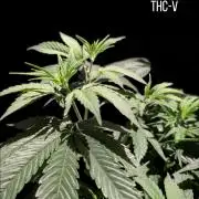 THC - Victory #2 - Sponsored by Biotabs