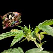 Chocolate Rainbow XXL -Sensi Seeds-BTNL