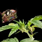 Chocolate Rainbow XXL -Sensi Seeds-BTNL