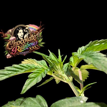 Chocolate Rainbow XXL -Sensi Seeds-BTNL