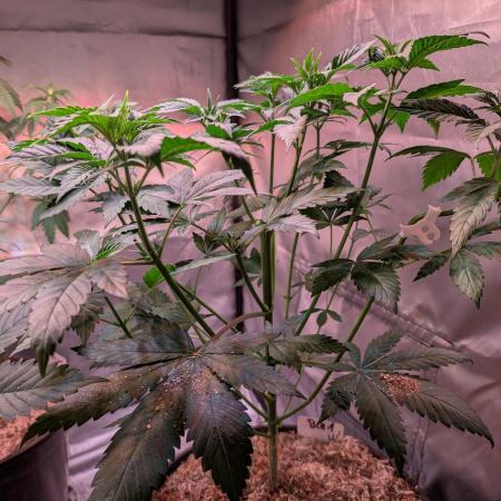 Good Times Genetics: Blue Cream Haze Reg