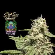 Sunset Monkey - Good Times Genetix - BTN