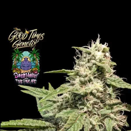 Sunset Monkey - Good Times Genetix - BTN