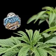 Frozen Biscotti - Dutch Passion - BTNL
