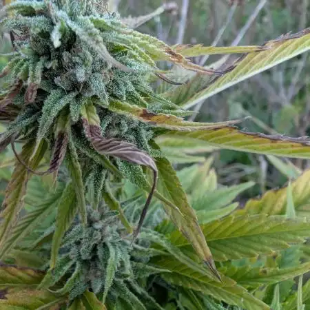 Guerilla Regular Diesel Action - Clone