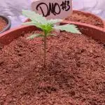 DMO Grapefruit #2 - Good Times Genetics