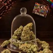 Chocolate Rainbow XXL -Sensi Seeds-BTNL