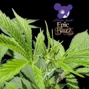 Epic Buzz - Anesia - Bio Tabs NL - VS.