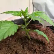 THC - Victory #2 - Sponsored by Biotabs