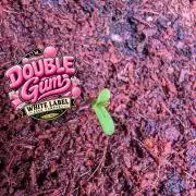 Double Gum - White Label - BTNL
