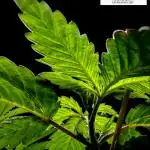THC-Victory - Dutch Passion - Organic