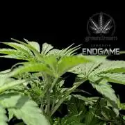 Tetraploid Grow - Endgame - Greendream
