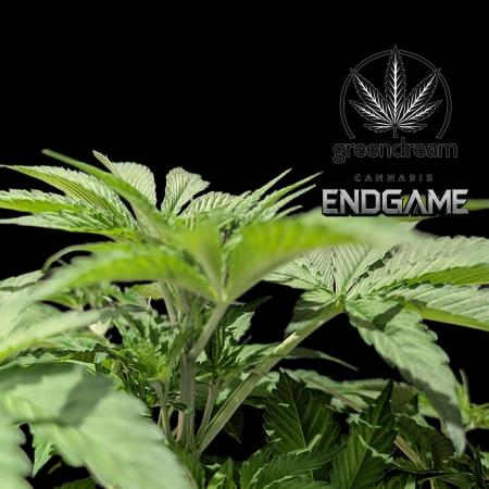 Tetraploid Grow - Endgame - Greendream