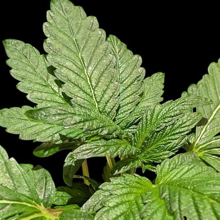 Snapple Apple - Sponsored by Biotabs