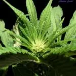 Sleepy Joe - Anesia Seeds - Organic Grow