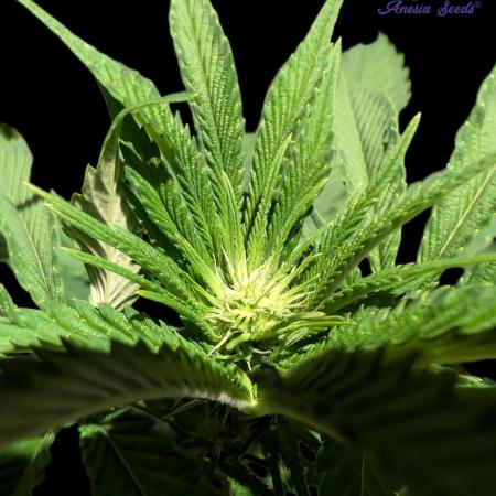Sleepy Joe - Anesia Seeds - Organic Grow