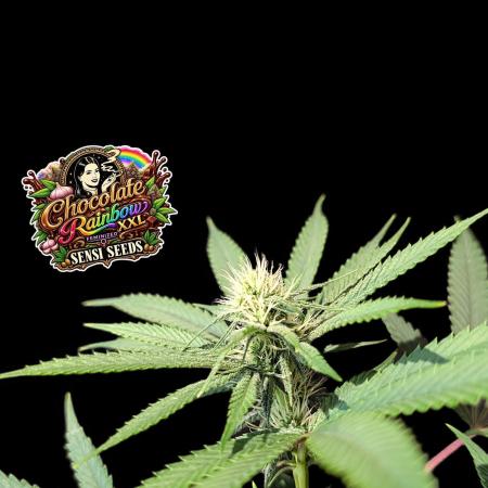 Chocolate Rainbow XXL -Sensi Seeds-BTNL