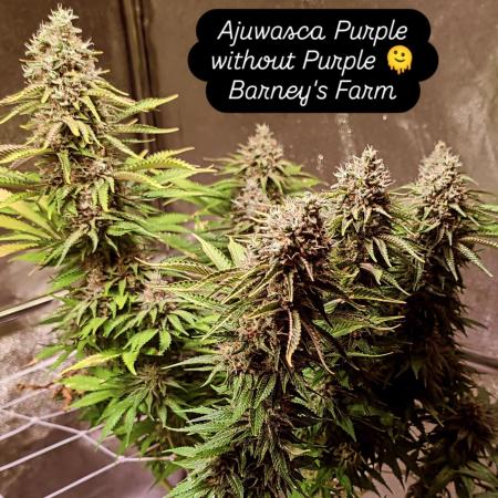 2x GMO - 1x Ayahuasca Purple (Livingsoil)