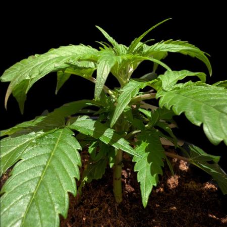 Cali Orange Bud - BioTabs.nl Grow