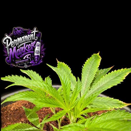 Permanent Marker -Seed Junky-Doja-BTNL