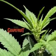 DMO Grapefruit #2 - Good Times Genetics