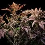 Blue Dream By Barney's Farm