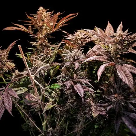 Blue Dream By Barney's Farm